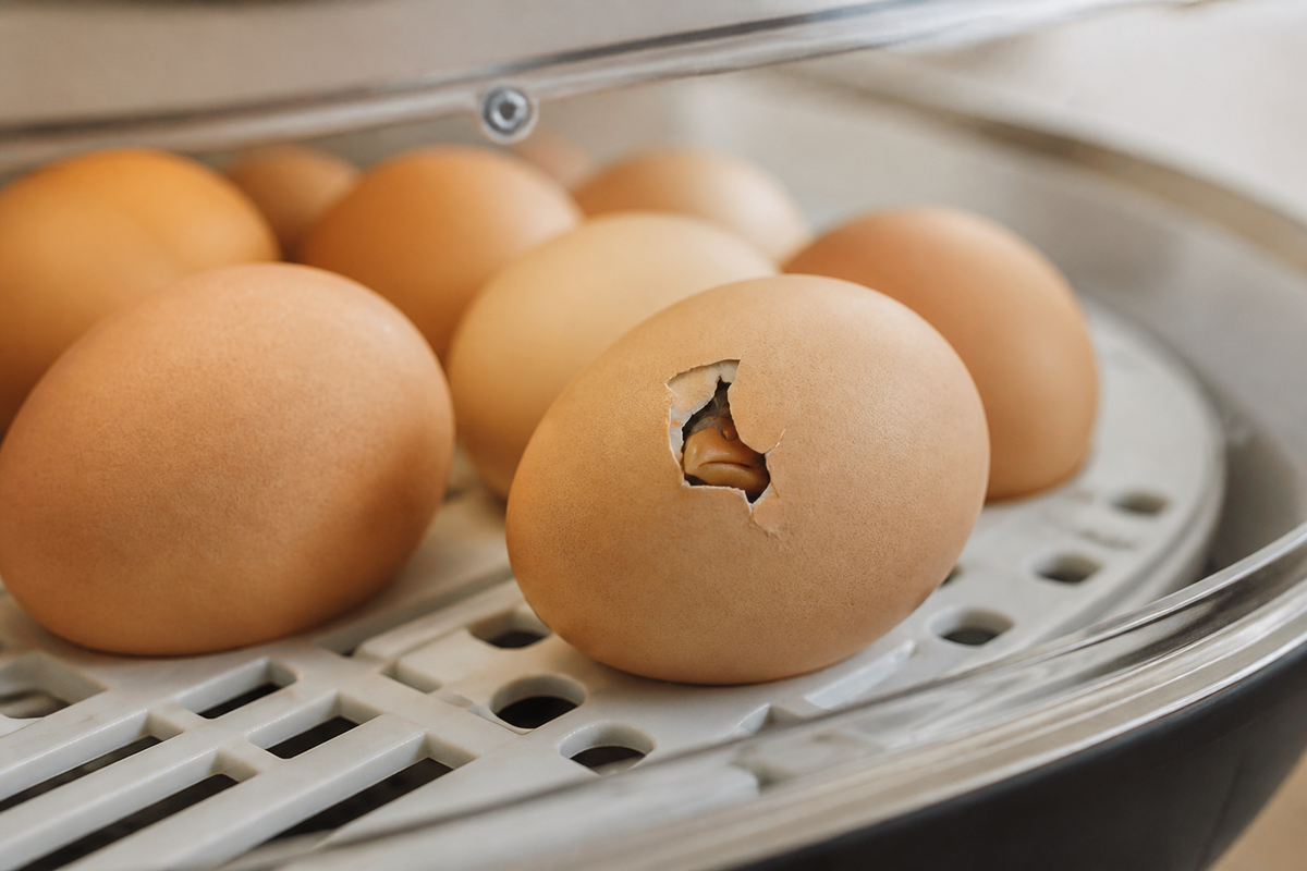 Chicken chick pipping through an egg inside a home incubator