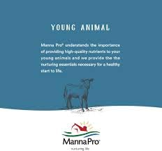 Manna Pro Hen Healer Blue Wound Ointment – 2 oz | Lanolin-Based Poultry Skin Treatment for Cuts, Scrapes & Pecking Injuries