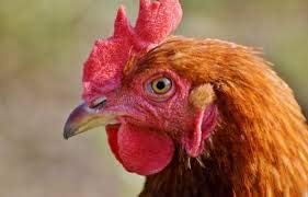 4X Concentrated Oregano Oil for Chickens & Turkeys - 16oz / 475ml