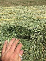Halby’s Hay™ Premium Alfalfa Hay – 8 lb Bag – Farm Fresh, Sun-Cured, Feed for Rabbits, Guinea Pigs, Chinchillas, Horses & Goats – Soft, Green, Dust-Free, High Protein USA Grown - All Natural!