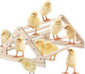 Long Pine Wooden Chick Perch Set, 2 Pieces, Roosting Bar with Holes, Brooder and Coop Accessories, Jungle Gym Fun Toys for Baby Chickens
