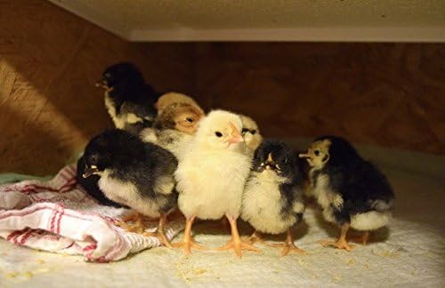 Infrared Heater for Chicks & Pets, Side Mount 11x30, 100 Watt