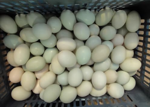 Automatic Electric Egg Washing Machine – 2300 Pcs/H Egg Washer with Roller Brush, Suitable for Chicken, Duck, and Goose Eggs (220V)