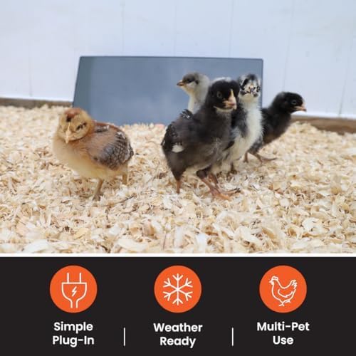 Cozy Products Cozy Coop, Chicken Coop Heater, Flat-Panel Radiant Heater with Thermal Protector, Energy-Efficient, Easy to Install, Ideal for Small Animals, 200 Watts, Black