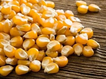 10 Pound of Whole Kernel Corn Animal Food for Ducks, Chickens, Squirrels...they all love it
