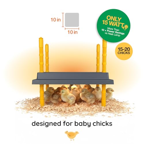 Hatching Time Warmzy Chick Brooder Plate 10 x 10-inch 15W for 15-20 Chicks - 12 Inches, Black - Image 2