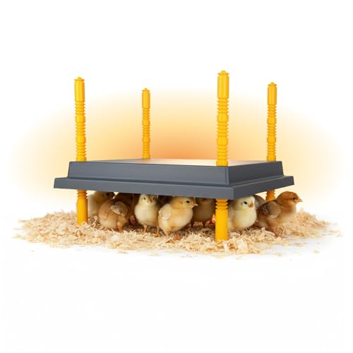 Hatching Time Warmzy Chick Brooder Plate 10 x 10-inch 15W for 15-20 Chicks - 12 Inches, Black by Hatching Time