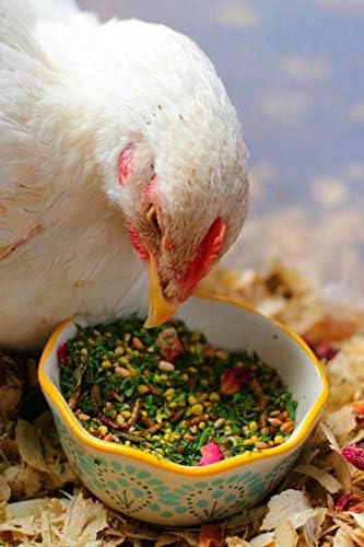 Pampered Chicken Mama Mealworm and Herb Treat for Backyard Chickens, Healthy Backyard Chicken Feed and Supplies, BEE A Beautiful Hen 16 Pounds