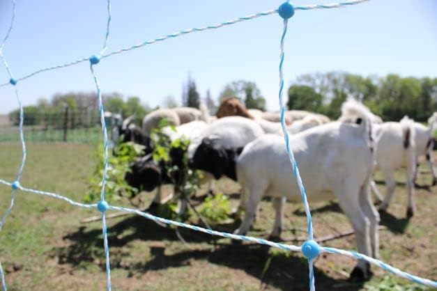 Starkline Premium Electric Sheep & Goat Netting Kit- AC Energizer (9/35/8) for Backyards, Homesteaders, and Livestock Owners