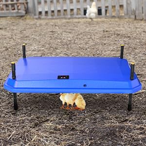 Chick Brooder Heating Plate, Brooder Heater for Chicks - Blue, Polyester - Image 5