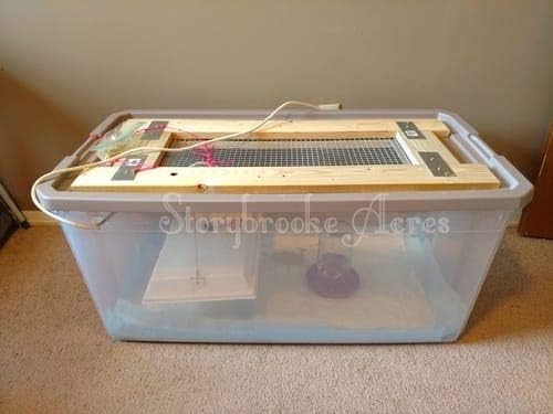Infrared Heater for Chicks & Pets, Overhead 11x16, 50 Watt
