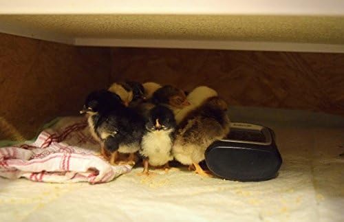 Infrared Heater for Chicks & Pets, Side Mount 11x30, 100 Watt