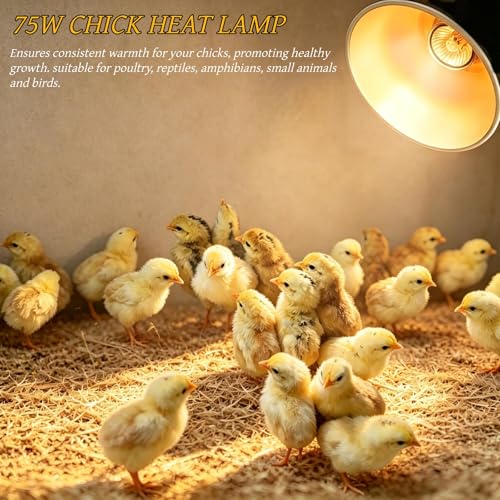 Chick Starter Kit with 75w Heat Lamp, 5-in-1 Baby Chicken Brooder Supplies - red, white, black, Metal & Plastic - Image 5