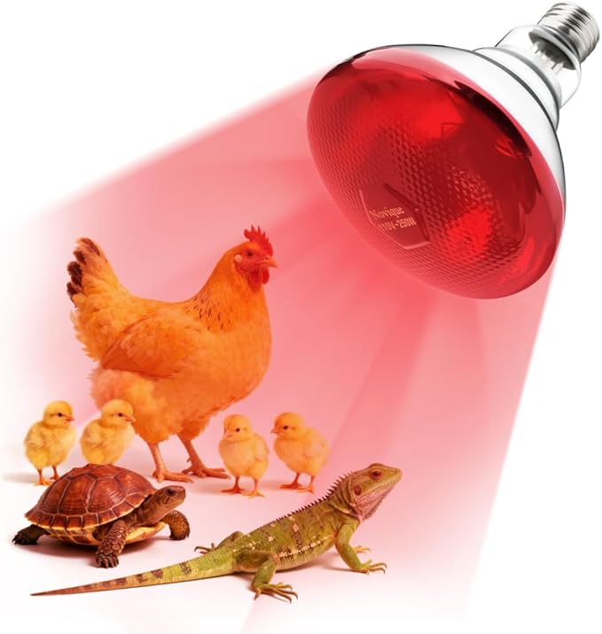 250W Heat Lamp Bulbs 1 Pack Infrared Heat Lamp for Chickens with E26 Socket and 5000 Hours Lifespan Heat Light Bulb for Pets Chicks Reptile Food Service Brooder Coop(2 Pack)