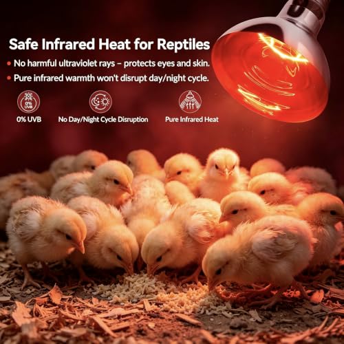 Lustaled 250W Red Heat Lamp Bulbs, Brooder Heat Lamps for Chickens-4Pack - Glass - Image 3