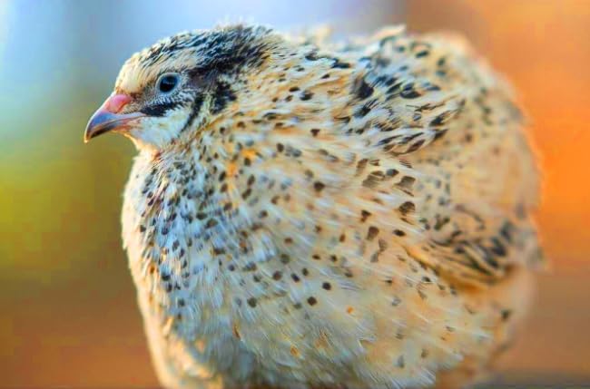 12 Showline Celadon Quail Hatching Eggs – Jumbo Showline Exotic Coturnix – Mixed Varieties – Farm Fresh & High Hatch Rate – LSJ Farms - Ultra Rare