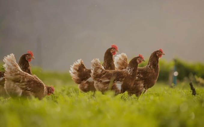 Poultry Growth Booster for Chickens Roosters Hens Turkeys and More - Water Soluable Blend - 15mL