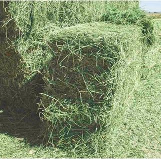 Halby’s Hay™ Premium Alfalfa Hay – 8 lb Bag – Farm Fresh, Sun-Cured, Feed for Rabbits, Guinea Pigs, Chinchillas, Horses & Goats – Soft, Green, Dust-Free, High Protein USA Grown - All Natural!