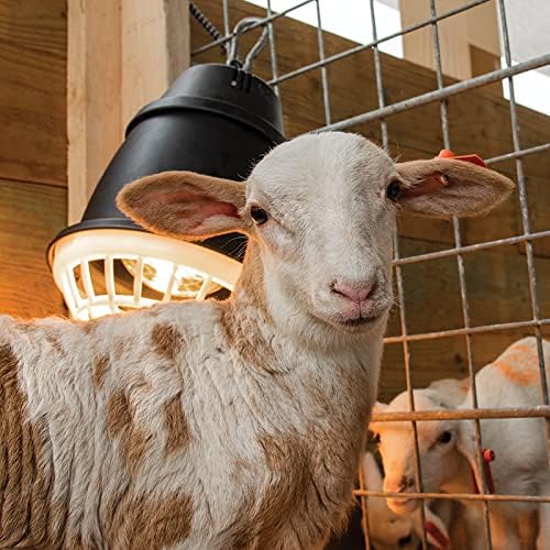 Premier 1 “Prima” Heat Lamp®