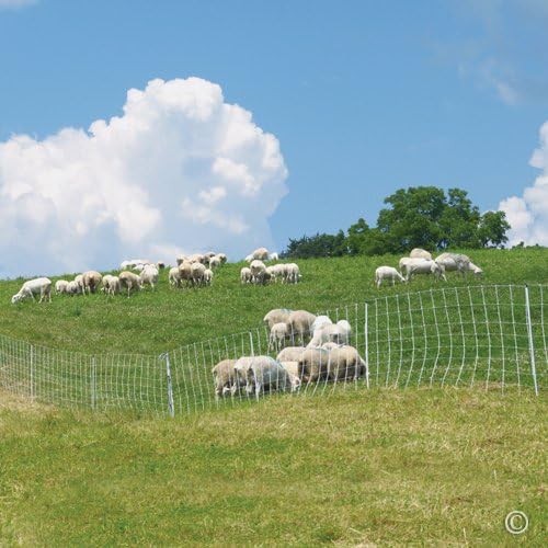 Premier 1 ElectroNet® 35"H x 164'L Portable Electric Fence with Built-in Single Spike Posts | White/Black Fence for Sheep & Goats
