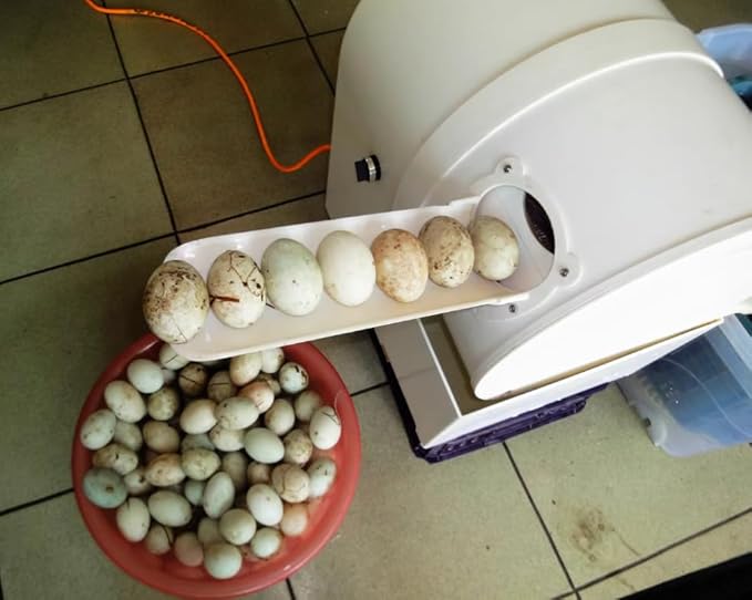 Automatic Electric Egg Washing Machine – 2300 Pcs/H Egg Washer with Roller Brush, Suitable for Chicken, Duck, and Goose Eggs (220V)