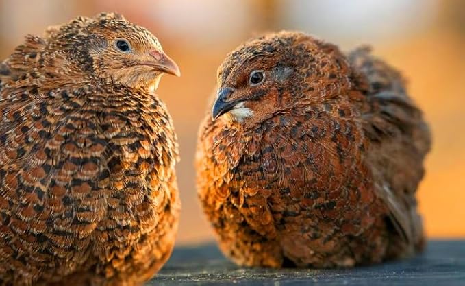 12 Showline Celadon Quail Hatching Eggs – Jumbo Showline Exotic Coturnix – Mixed Varieties – Farm Fresh & High Hatch Rate – LSJ Farms - Ultra Rare