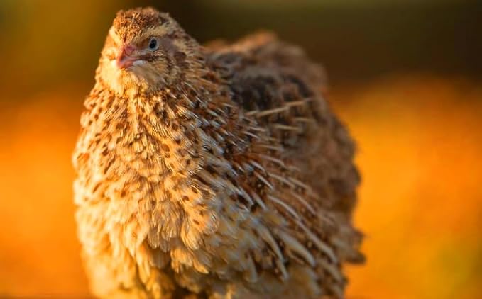 12 Showline Celadon Quail Hatching Eggs – Jumbo Showline Exotic Coturnix – Mixed Varieties – Farm Fresh & High Hatch Rate – LSJ Farms - Ultra Rare