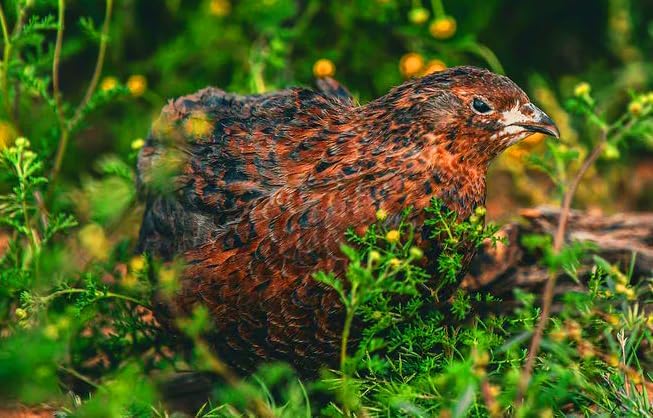 12 Showline Celadon Quail Hatching Eggs – Jumbo Showline Exotic Coturnix – Mixed Varieties – Farm Fresh & High Hatch Rate – LSJ Farms - Ultra Rare