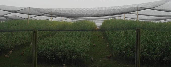Poultry Netting 1" or 2" Mesh Heavy Knotted Nets Aviary Gamefowl Quail Chicken Bird Block Net Long Lasting Break/Burst 85/245 lb Polyethylene 8-10 Year Lifespan (12.5' X 100', 1)