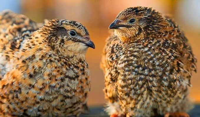 12 Showline Celadon Quail Hatching Eggs – Jumbo Showline Exotic Coturnix – Mixed Varieties – Farm Fresh & High Hatch Rate – LSJ Farms - Ultra Rare