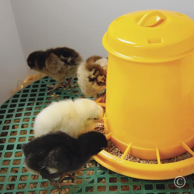 Premier 1 Chick Heating Plate Brooder Kit | Includes: 12" x 12" Plate with Adjustable Legs, Cover, 7 Reuseable Panels, Stand, 3 lb Feeder, Waterer, 10 lbs. Starter Feed | Warms Up to 24 Chicks