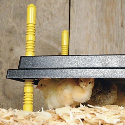 Premier 1 Chick Brooder Heating Plate with Adjustable Legs | 12" x 12" | Warms Up to 20 Chicks