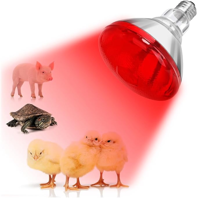 Infrared Heat Lamp Bulb for Chickens Red Heat Lamp Flood Light Heat Lamp Bulb 150 W Heating Bulbs for Brooder Coops Pets Chicks Reptiles Food Service (2 Pack)