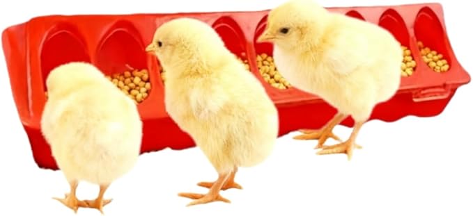 12-Hole No-Scratch & Spill-Proof Chick Feeder, Leak-Resistant Chick Waterer, and Poultry Waterer with Perches - Complete Brooder/Coop Starter Kit for Raising Poultry (18-Hole Feeder)