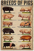 Laminated Posters. Breeds of Pigs Retro Vintage Metal Tin Signs Farm Decorative Country Home Decor Signs Gift 8" X 12"Inch