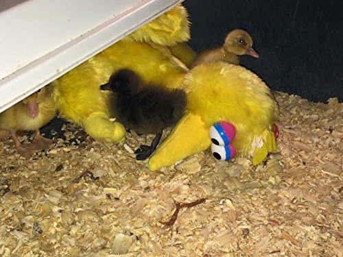 Infrared Heater for Chicks & Pets, Side Mount 11x30, 100 Watt