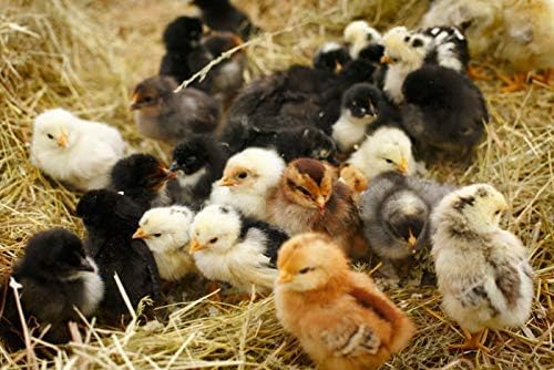 Country Heritage Medicated Chick Starter Grower Feed 5lbs - Complete Nutrition Crumble for Baby Chicks 0-16 Weeks, 18% Protein