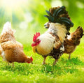 Chicken Forage Seed Mix - Better Eggs and Meat, Annual Ryegrass, Perennial Ryegrass, Buckwheat, Flax, Millet, Forage Peas, Red Clover, Alfalfa, Sunflowers (5 Pounds)