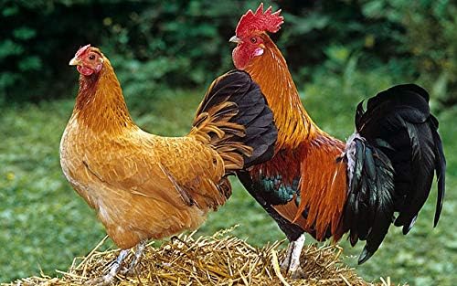 A.D.P. R1 Rooster Booster Protection Chicken Mitt Safety Poultry Bird Botas para GALLOS BREEDING Supplies 2 Pairs Color Blue & Red, Leg Protect & Care, Best Rubber