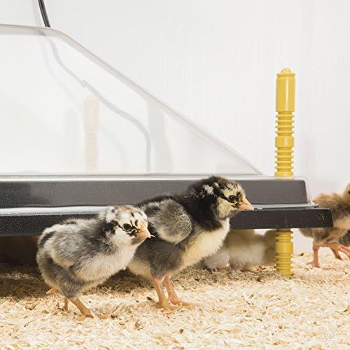 Premier 1 Chick Heating Plate Kit with Adjustable Legs | Includes Anti-Perch Cover | 16"x24" Plate Warms Up to 50 Chicks