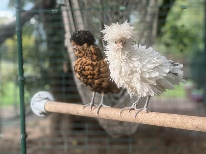 Omlet Chicken Perch | Eucalyptus Wood Roosting Bar for Poultry Runs | Weather-Resistant Outdoor Chicken Perch with Innovative Bracket Design | Fun and Durable Hen Accessory | 3ft