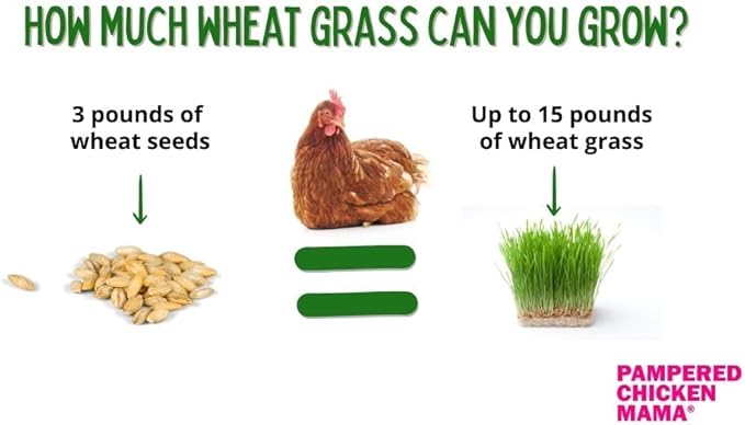 Non-GMO Fodder Seeds for Chickens (3 pounds), Pasture Grass Seed, Wheat Grass Seeds for Growing, Wheat Seeds for Fodder | Pampered Chicken Mama