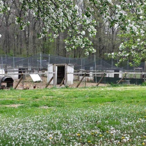 Poultry Netting 1" or 2" Mesh Heavy Knotted Nets Aviary Gamefowl Quail Chicken Bird Block Net Long Lasting Break/Burst 85/245 lb Polyethylene 8-10 Year Lifespan (25' X 50', 1)