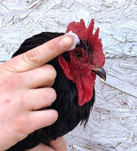 Pampered Chicken Mama SaveAComb Herbal Balm for Comb, Wattle, & Skin (16 Ounce) Winter Care for Bare Combs for Chickens, Baby Chicks, Ducks, Quail, Gamefowl (4 Pounds)