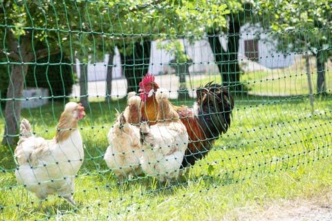 Kerbl 292273 Poultry Net 25 m / 106 cm Double Tip Green
