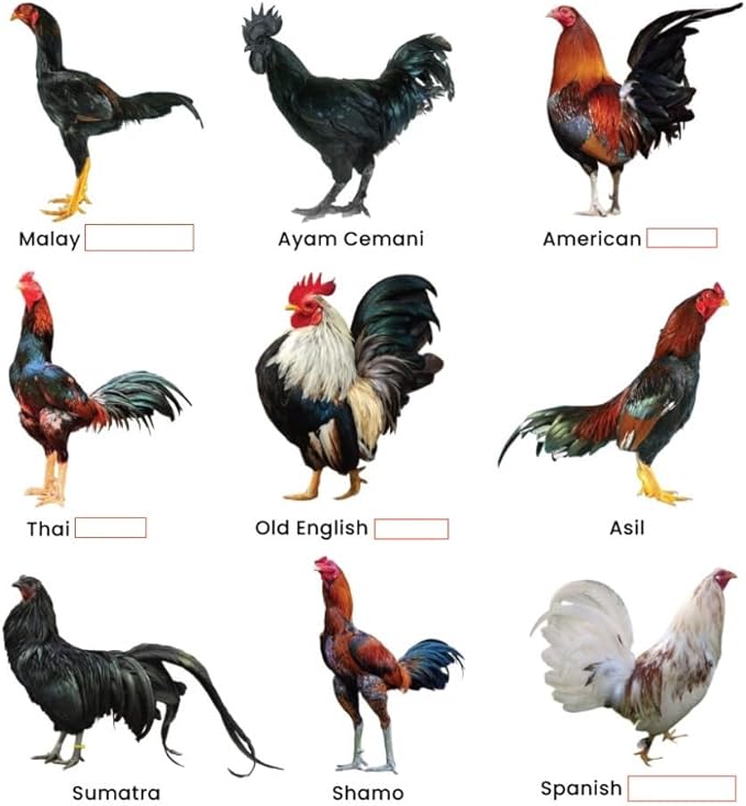 OXIGENADOR para GALLOS NITROJET for Rooster Poultry Gamefowl para Gallos