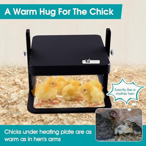 Upgraded Chick Heating Plate with Adjustable Height & Angle - 10.0"L x 5.0"W x 10.0"H, Black, Acrylonitrile Butadiene Styrene (ABS), Ideal for Chicks - Image 2