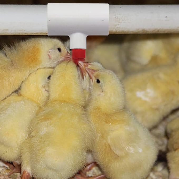 PVC Tee Fittings for Threaded Nipples Chicken Waterer- Reducing Tee Fittings for Schedule 40 PVC Piping with 1/8'' FPT Threads (10)