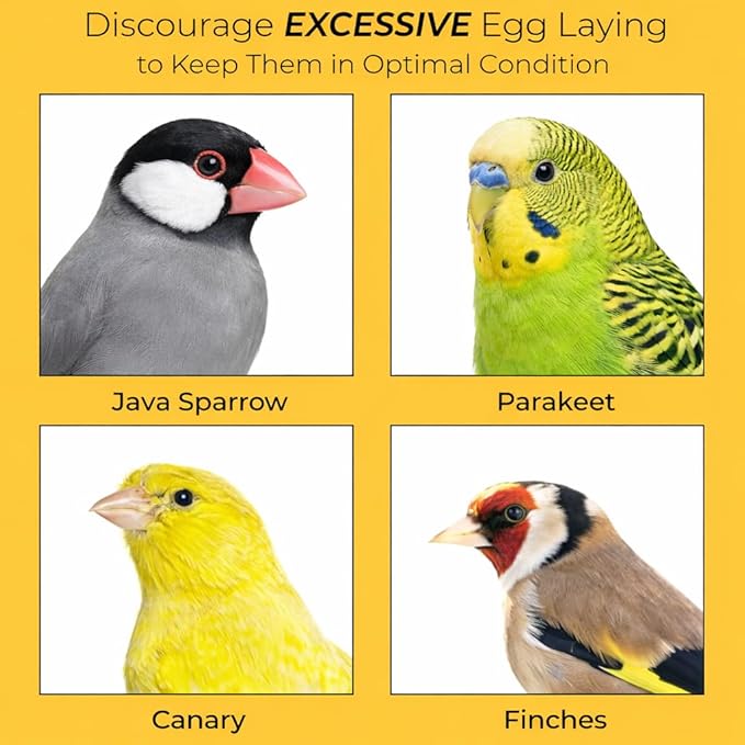 SunGrow Fake Eggs to Train Birds from Laying in The Nesting Boxes & to Stop from Eating Own Eggs, White Color, 8 Pack Plastic Eggs Suitable for Parakeet and Cockatiel