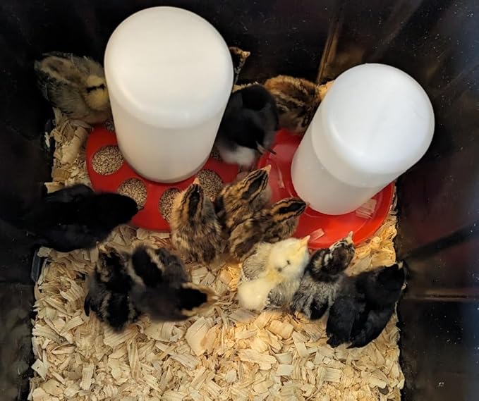 Plastic 1-Quart Chicken Waterer and Chick Drinker | Durable Watering Container for Chickens, Ducks, Ducklings, Chicks, Turkeys, Quail and More